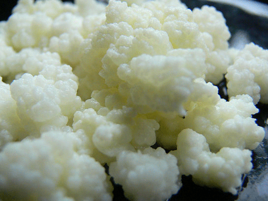 Kefir Kültürü Kefir Kültürü